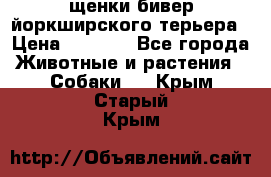 щенки бивер йоркширского терьера › Цена ­ 8 000 - Все города Животные и растения » Собаки   . Крым,Старый Крым